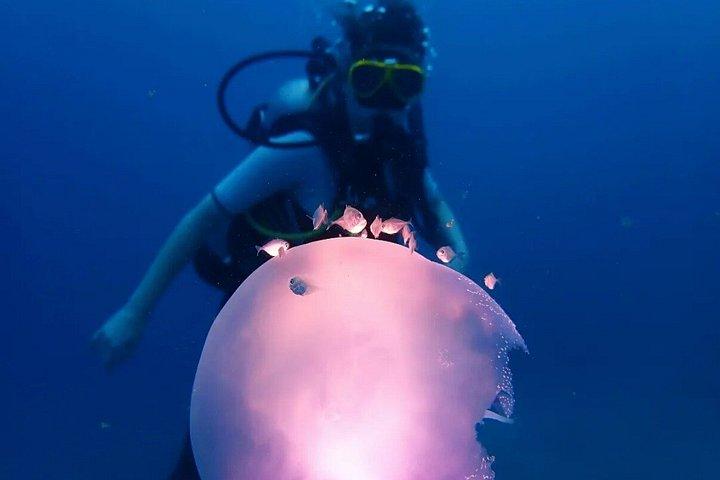 Descubre el buceo con Paraiso Dive