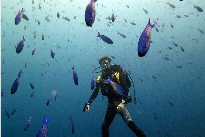 Buceo Naufragios y Arrecifes en Cartagena con Buzos Certificados