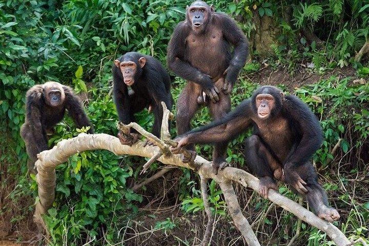 5 dias Uganda Safari Gorilla, Chimpanzee Trekking e Big Five