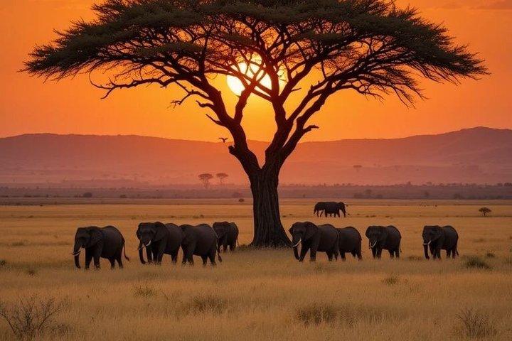 5 dias Uganda Safari Gorilla, Chimpanzee Trekking e Big Five