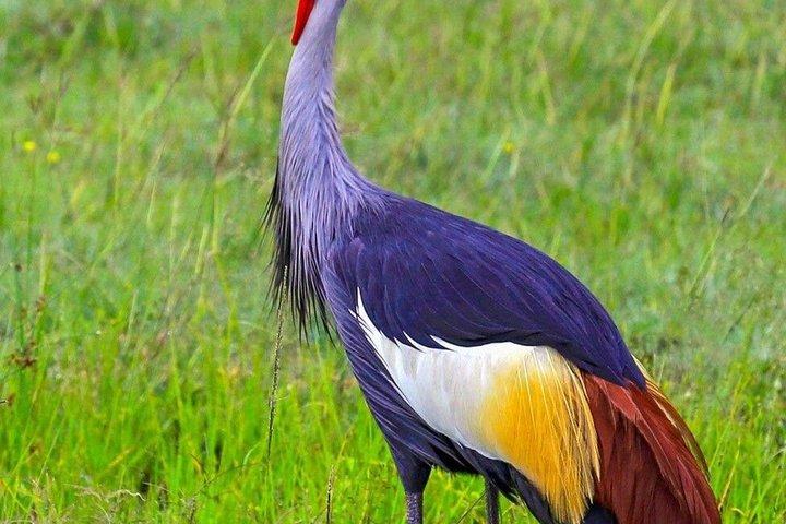 5 dias Uganda Safari Gorilla, Chimpanzee Trekking e Big Five