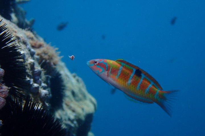 Snorkeling Excursion 2h30 Cap Roux & Calanques de l'Esterel