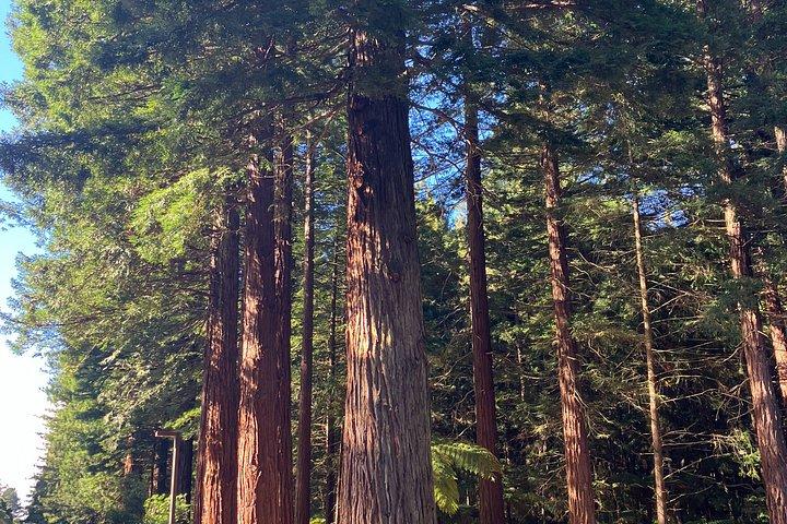 Rotorua Explorer - Lakes Forests and Local Gems