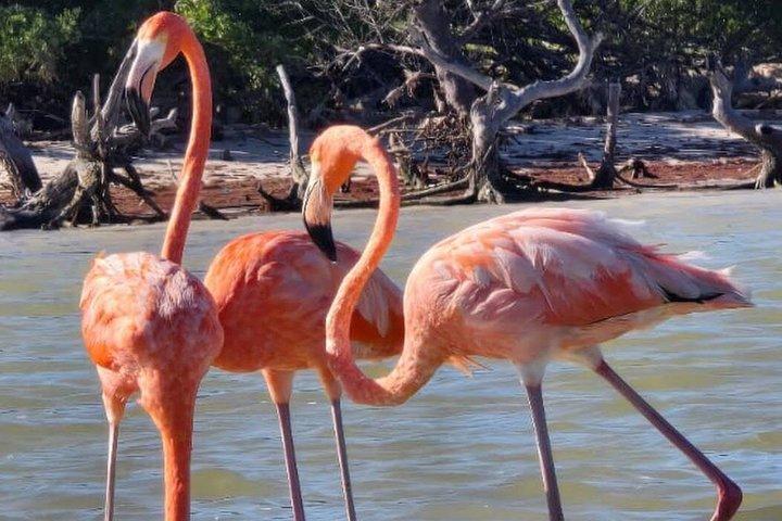 Kajakoplevelse gennem Holbox-mangroveskovene