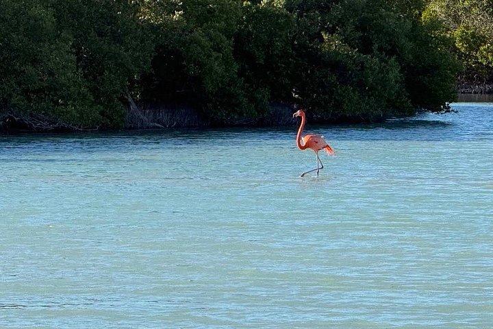 Kajakoplevelse gennem Holbox-mangroveskovene