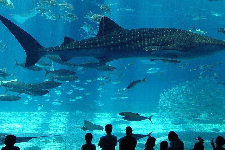 Istanbul: Emaar SkyView with Aquarium Combo Experience
