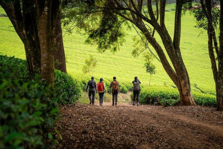 キアンベツ紅茶農園1日ガイド付きナイロビ発ランチ付きツアー