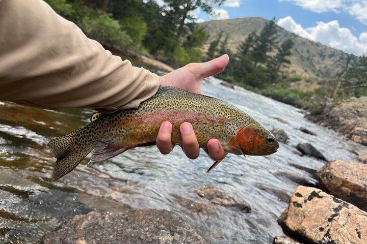 4 timmars guidad flugfisketur i Rocky Mountain National Park