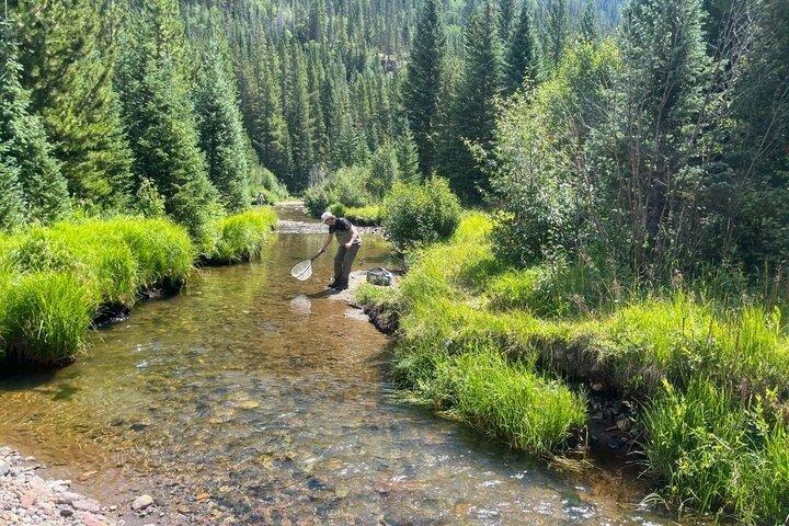 4 timmars guidad flugfisketur i Rocky Mountain National Park