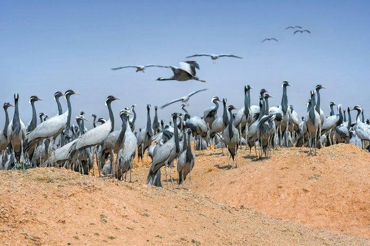 Excursão de 3 dias ao Deserto Jaisalmer e Kheechan Bird a partir de Jodhpur