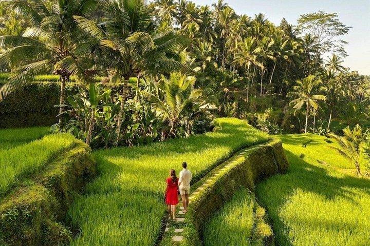 Ubud Monkey Forest, Wassertempel, Wasserfall und Reisterrassen