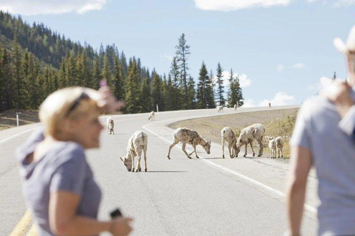 バンフサンセット野生動物ツアー：スポットベア、エルク＆ビッグホーン