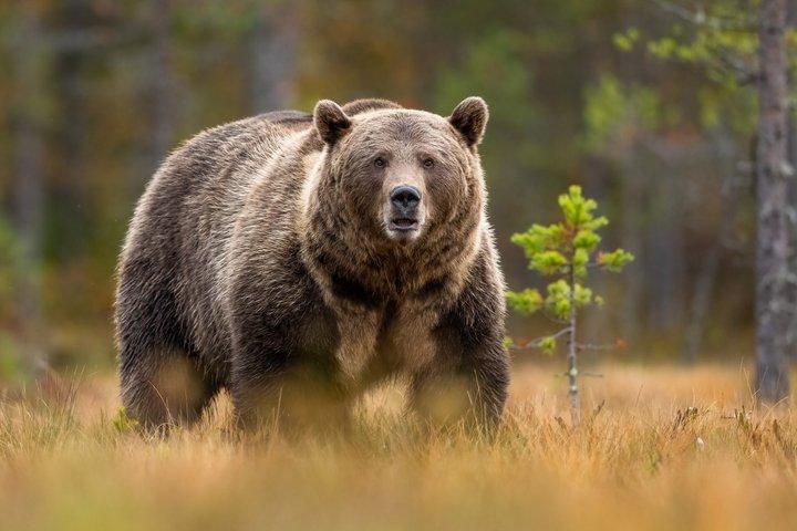 バンフサンセット野生動物ツアー：スポットベア、エルク＆ビッグホーン
