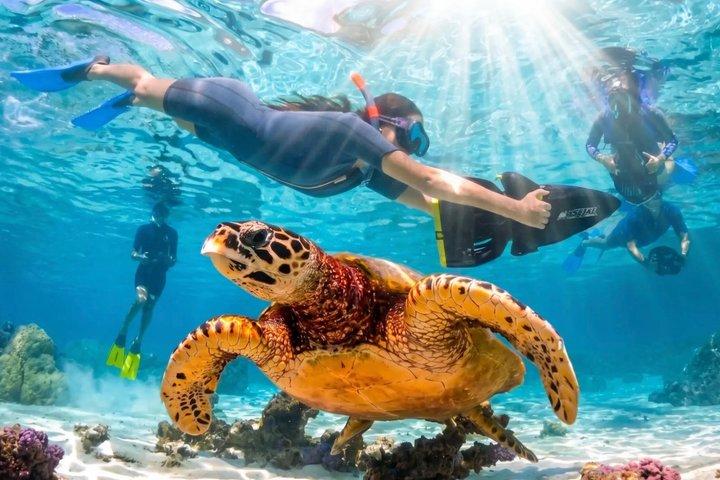 Sea Scooter Jet Snorkeling : nuotare con tartarughe, razze e squali