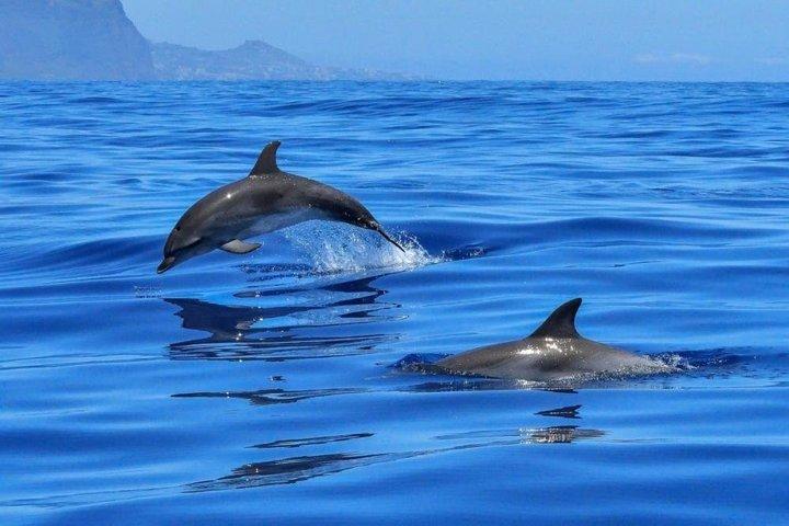 3h Sunset Krk & Plavnik Blue Cave Swim & Dolphin Tour