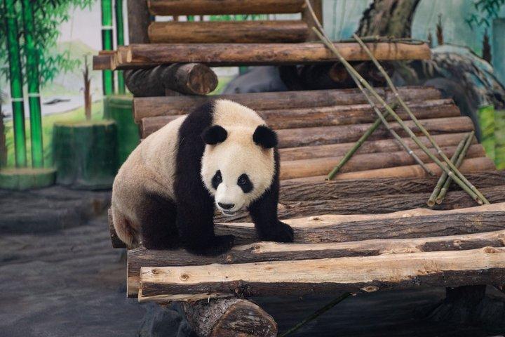 5 jours Zhangjiajie&Fenghuang Tour pour fauteuil roulant et personnes âgées