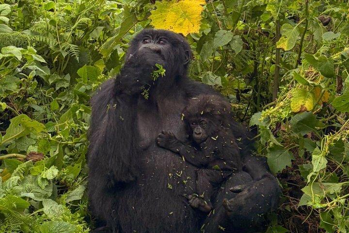 Ein Tag Ruanda Gorilla Trekking mit Dian Fossey oder Guardians
