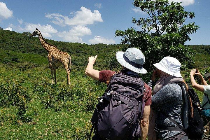 アルーシャ国立公園終日サファリ