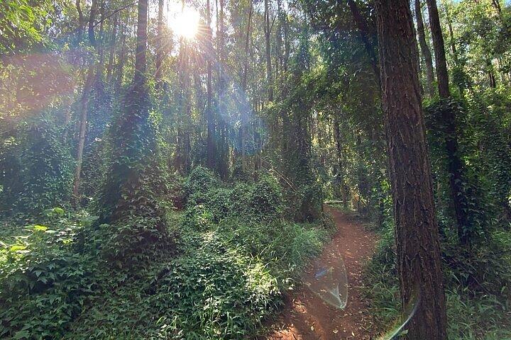 Karura Forest Guided Nature Walk Tour with Pickup and Dropoff