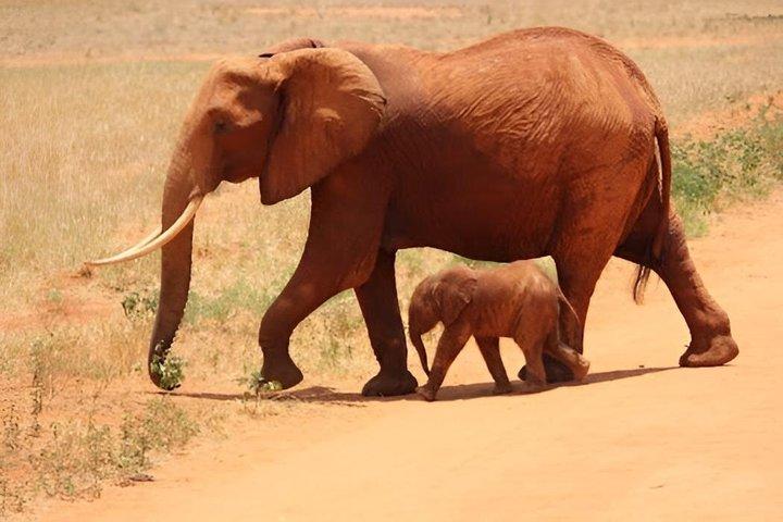 Restauranger i närheten av Amboseli Safari Elephants, Kilimanjaro Maasai Village