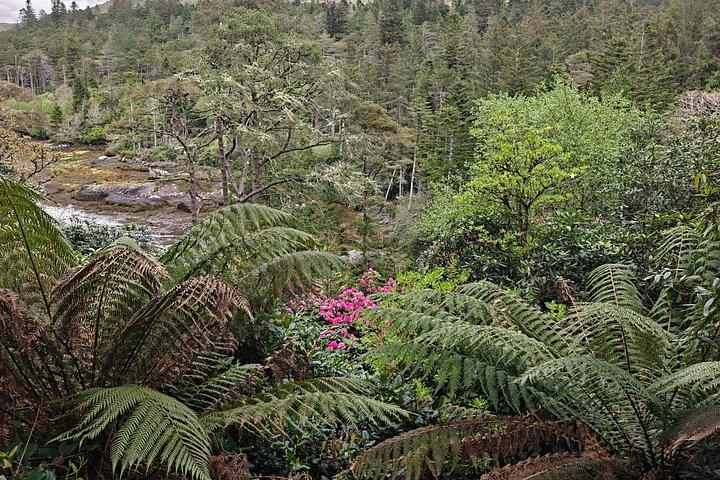 Ring of Beara privat rundtur