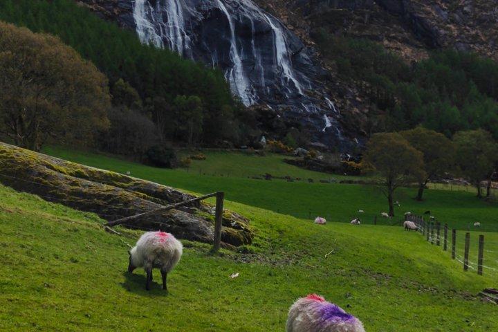 Ring of Beara privat rundtur