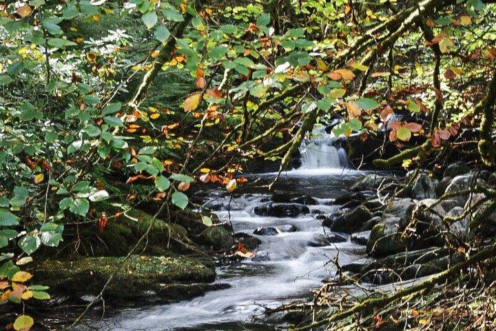 Ring of Beara privat rundtur