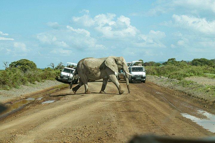 Overnight Amboseli Safari with Free Maasai Village Tour
