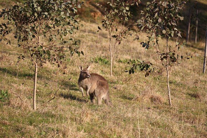 Blue Mountains Private Tour | Beyond the Three Sisters