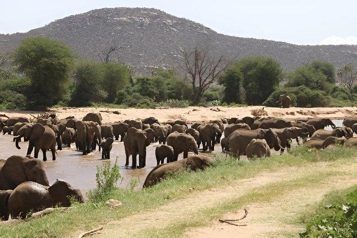 Monte Ololonkwe y Buffalo Springs