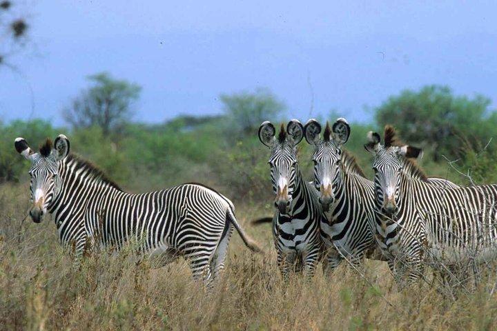 Monte Ololonkwe y Buffalo Springs