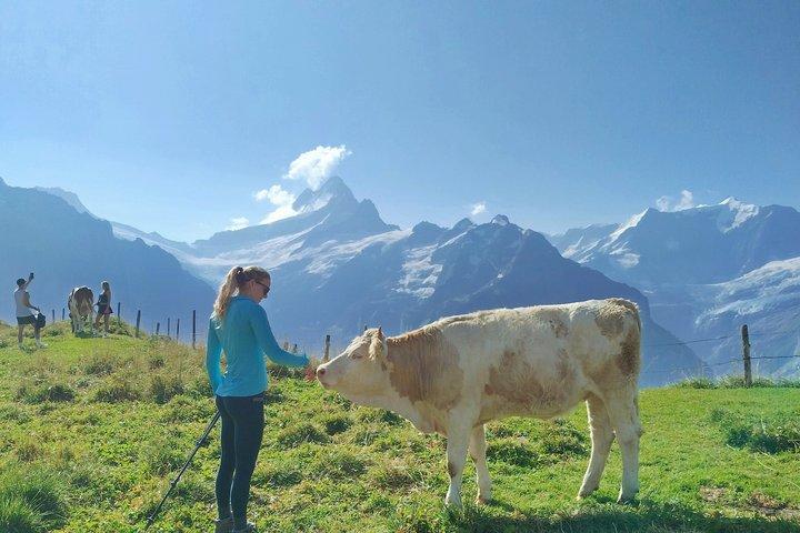 Esperienza escursionistica guidata a Mürren Grindelwald e Interlaken
