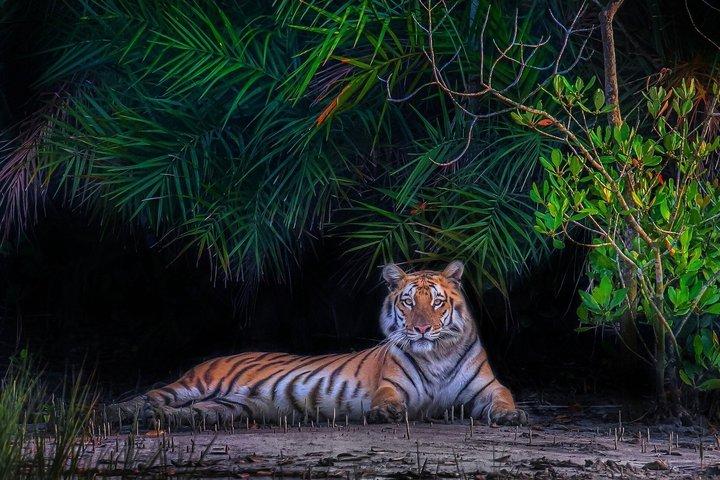 Sundarban Wildlife Safari und Eco Aufenthalt im Mangrovennest