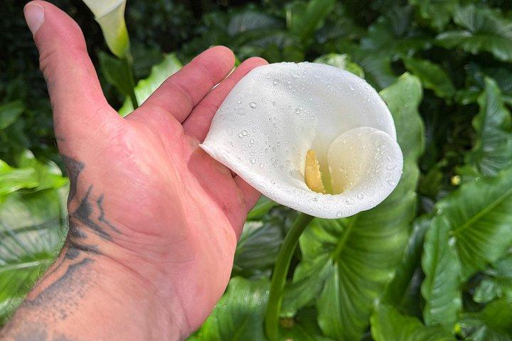 Blue Mountain Hiking and Coffee Tour