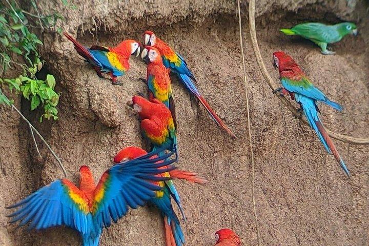 タンボパタチュンチョコンゴウインコクレイリック終日ジャングルアドベンチャー