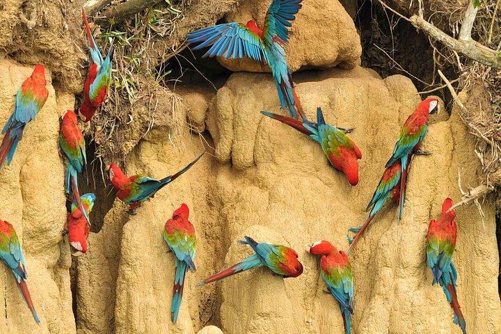 タンボパタチュンチョコンゴウインコクレイリック終日ジャングルアドベンチャー