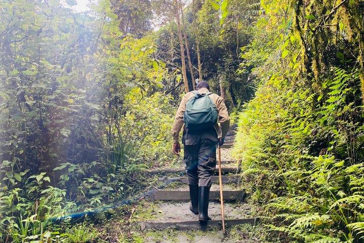 1 - giorno Nyungwe N.P Adventure : Passeggiata con baldacchino e zipline inclusi