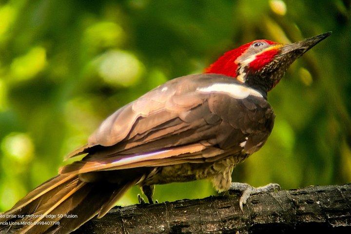 All-Inclusive Private Mindo Cloud Forest Tour from Quito