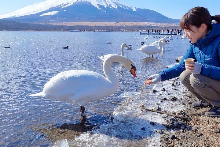 東京から : 富士山 6つの見どころ : 河口湖、忍野八海