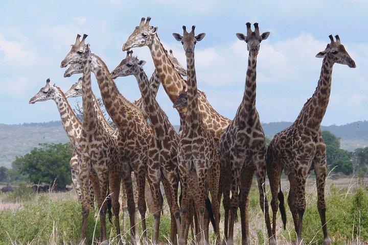 ダルエスサラームからSGR列車で行くミクミ国立公園日帰りツアー