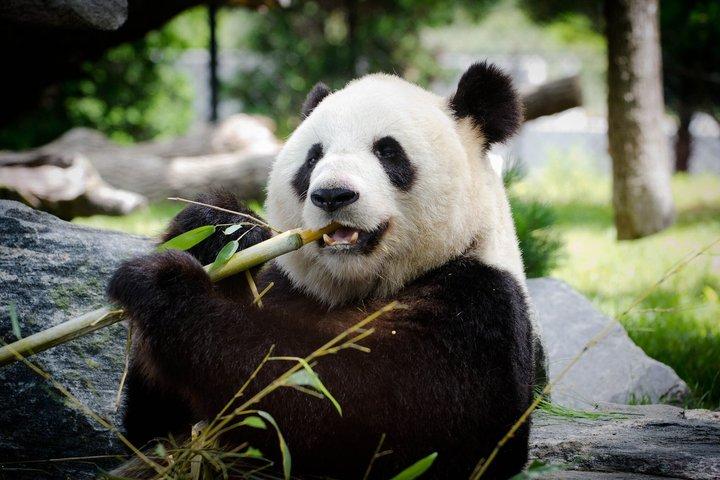 Chengdu Giant Panda Base Kuanzhai Alley and People’s Park