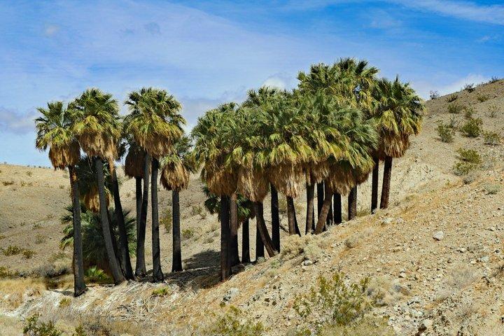 Palm Springs Self-Guided Driving Audio Tour