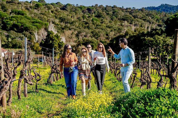 Privat Arrábida vin tur fra Lissabon med smagsprøver