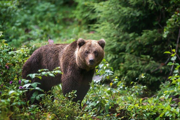 Gijón and Oviedo: Excursion to Lakes of Somiedo and Path of the Bear