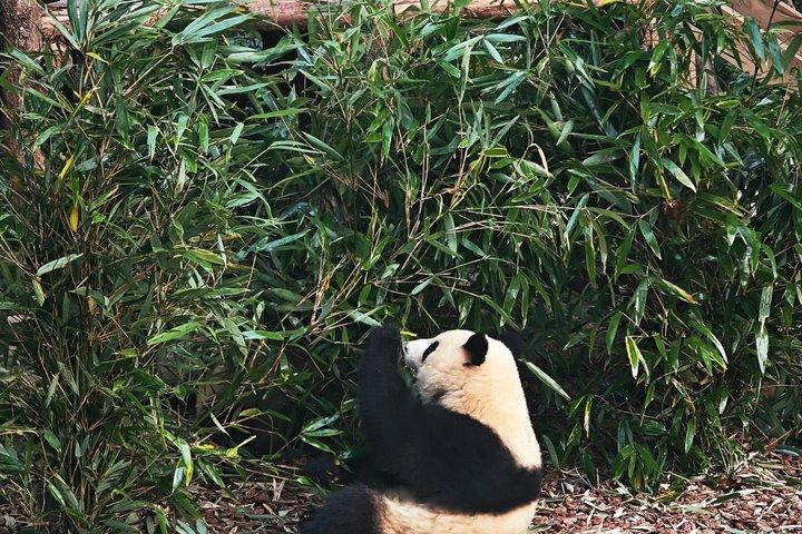 Chengdu Aangepaste Privé Gids en Assist Day Trip