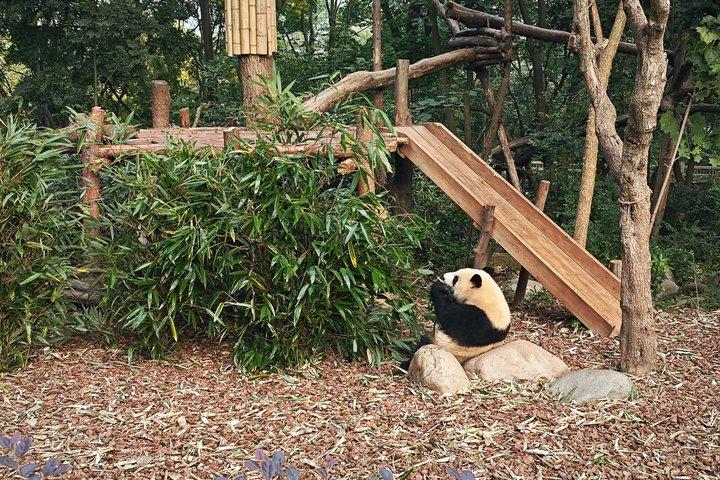 Chengdu Aangepaste Privé Gids en Assist Day Trip