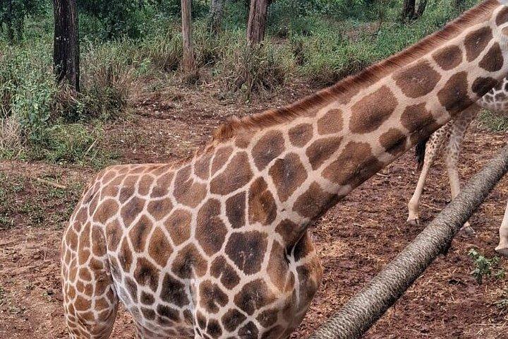 ナイロビ国立公園シェルドリック野生生物・キリンセンター
