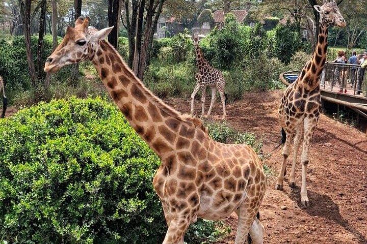 ナイロビ国立公園シェルドリック野生生物・キリンセンター