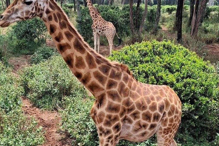 ナイロビ国立公園シェルドリック野生生物・キリンセンター