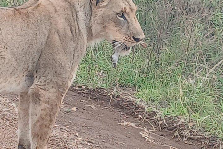 ナイロビ国立公園シェルドリック野生生物・キリンセンター